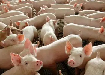 Exportações de carne suína