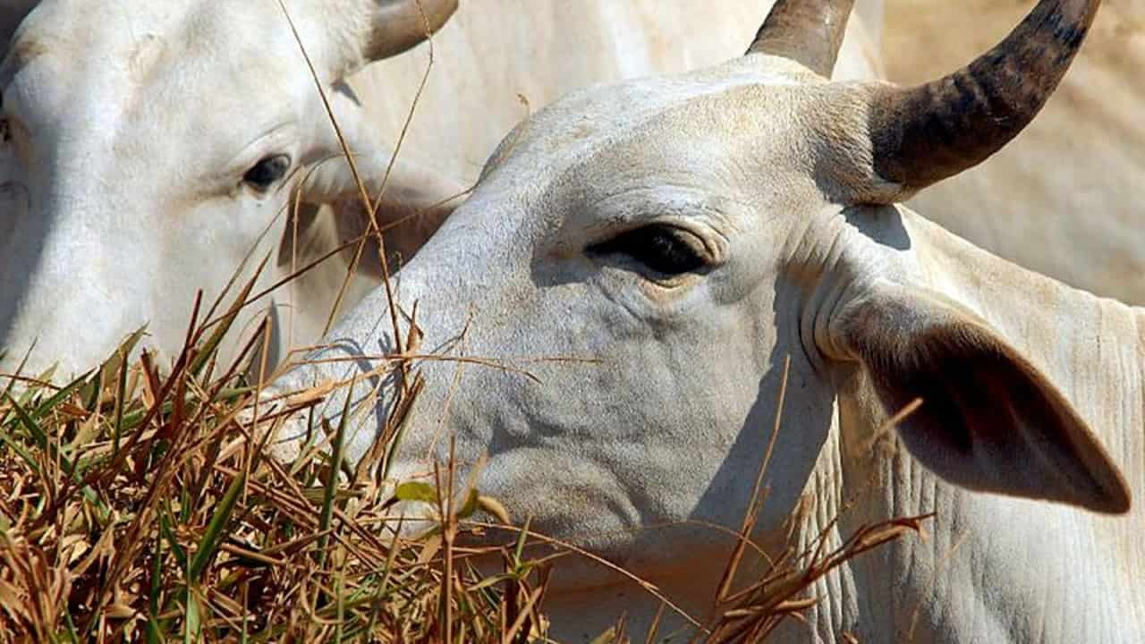 Mapa aguarda análise da amostra do animal infectado para confirmar caso atípico ou não da doença.