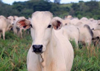 Mapa investiga caso suspeito de doença da vaca louca.