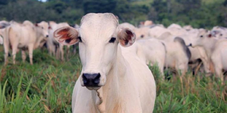 Mapa investiga caso suspeito de doença da vaca louca.