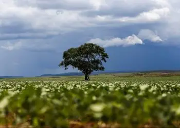 produção agrícola goiana