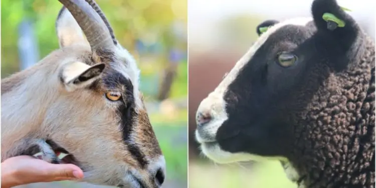 semelhanças e diferenças entre caprinos e ovinos