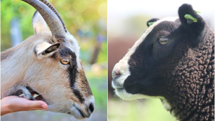 Saiba quais sao as semelhancas e diferencas entre os caprinos e ovinos