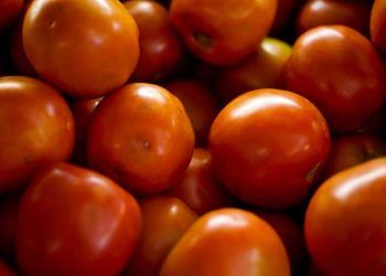 produção do tomate