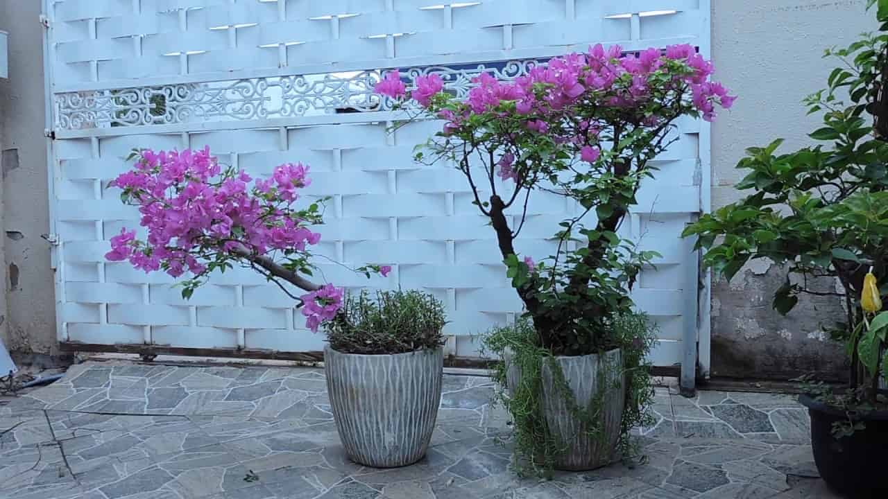 A bougainville é uma planta de flores com tons vibrantes na primavera.