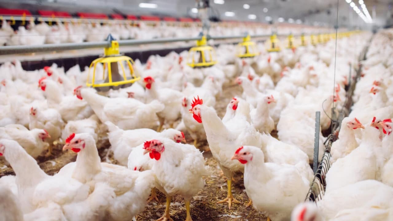 A influenza aviária é uma doença viral contagiosa que afeta aves domésticas e silvestres.