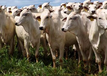 Abate de bovinos, suínos e frangos cresce no 4° trimestre de 2022.