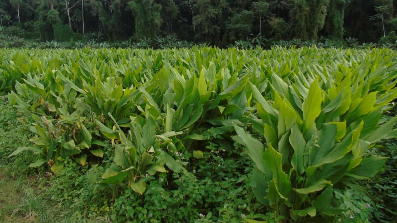 Açafrão é planta tropical que se adapta bem ao clima do Brasil.