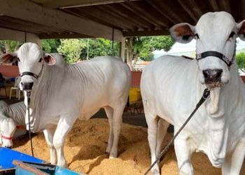 Agrodefesa exige registro para realização de eventos pecuários, em Goiás