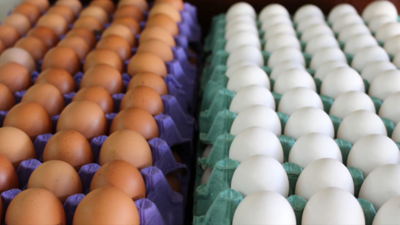 O alto custo de produção dos ovos levou muitos avicultores aos descartes de galinhas poedeiras.