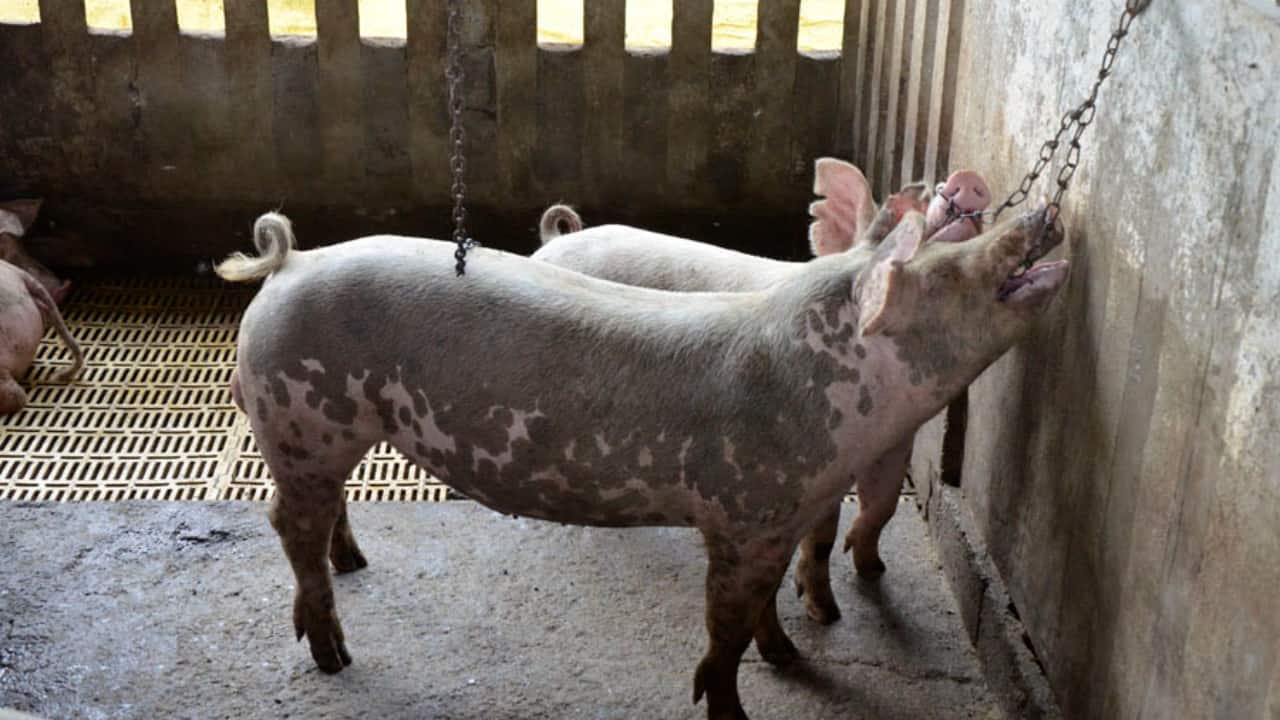 Produtores usam brinquedos para garantir bem-estar aos suínos nas granjas 2 Animais expressam comportamentos naturais e isso ajuda a melhorar a conversão de carcaça.