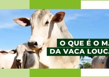 Ao vivo: médico-veterinário da Agrodefesa fala sobre caso do mal da vaca louca. Arte: Natan Fortunato/Agro2