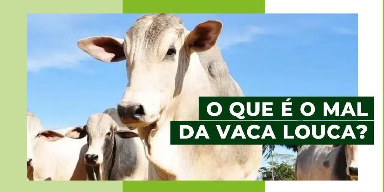 Ao vivo: médico-veterinário da Agrodefesa fala sobre caso do mal da vaca louca. Arte: Natan Fortunato/Agro2