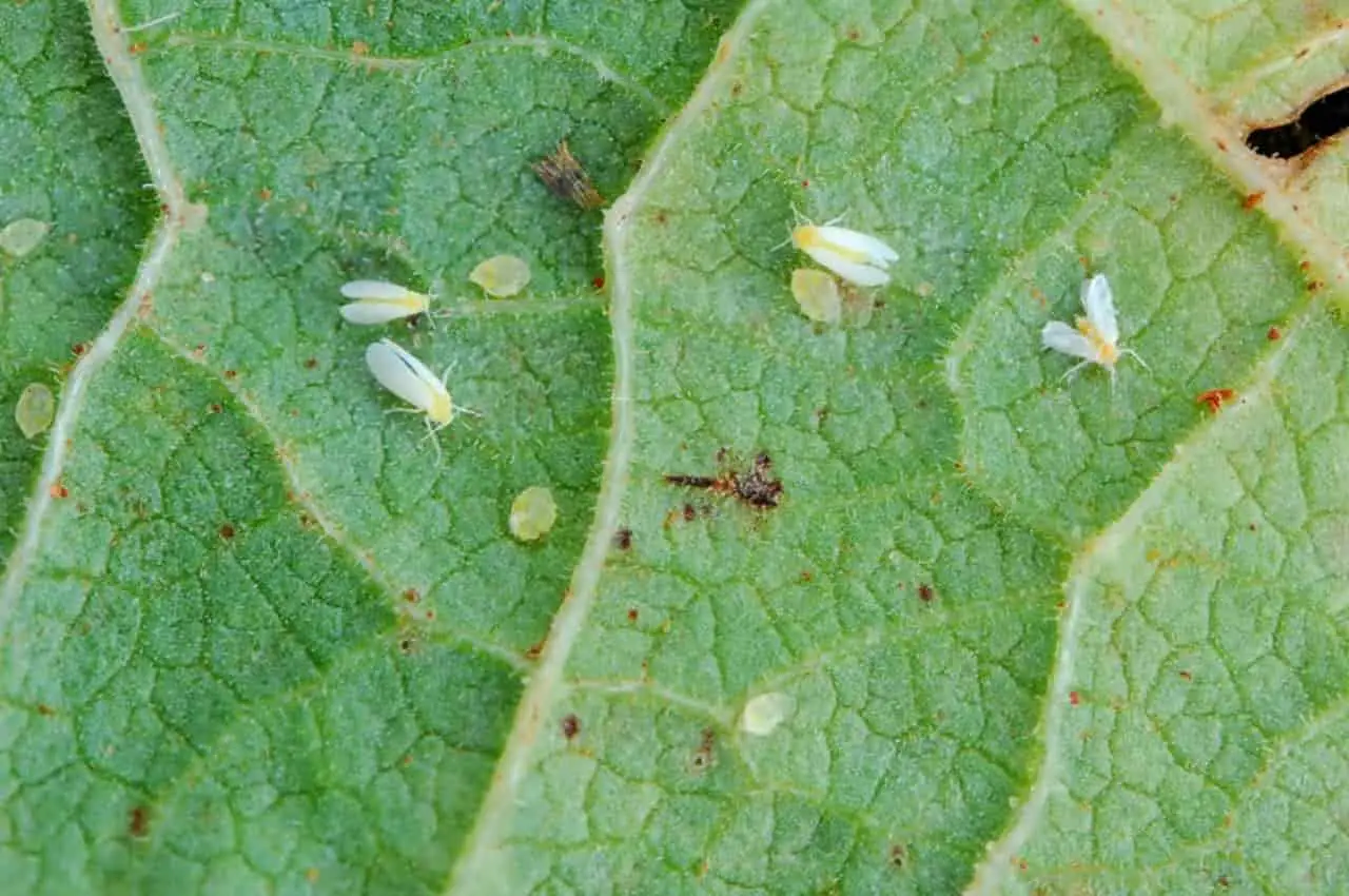 bioinseticida