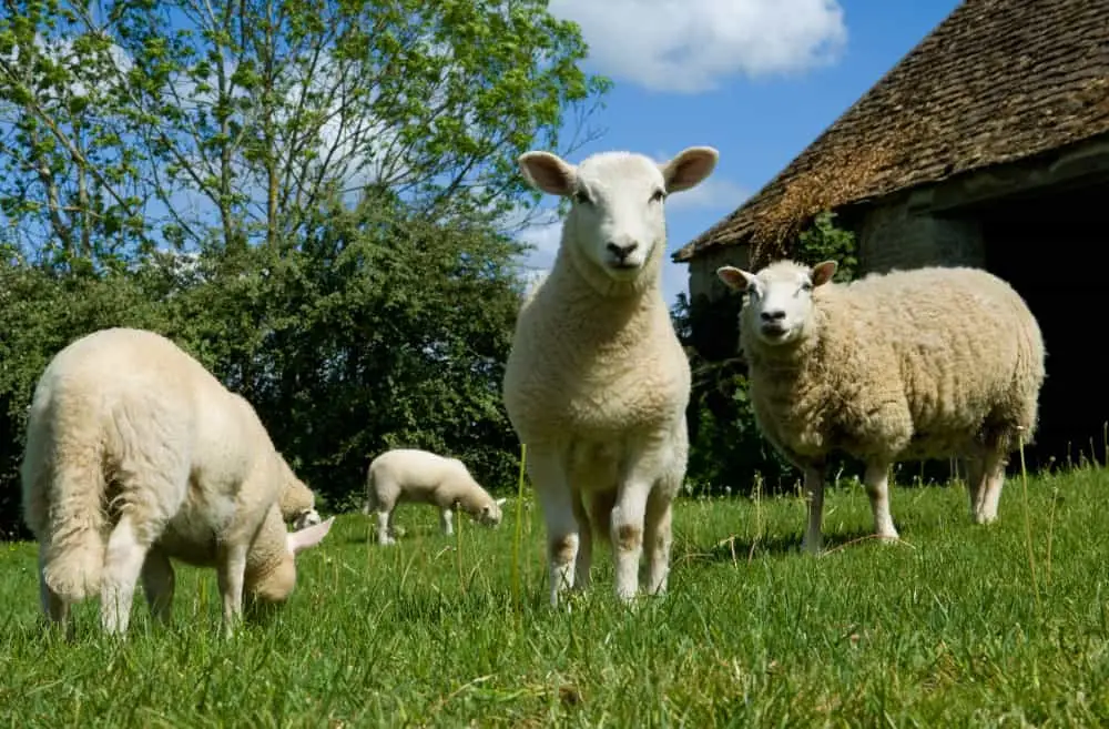 ovinos, ovelhas, cordeiros
