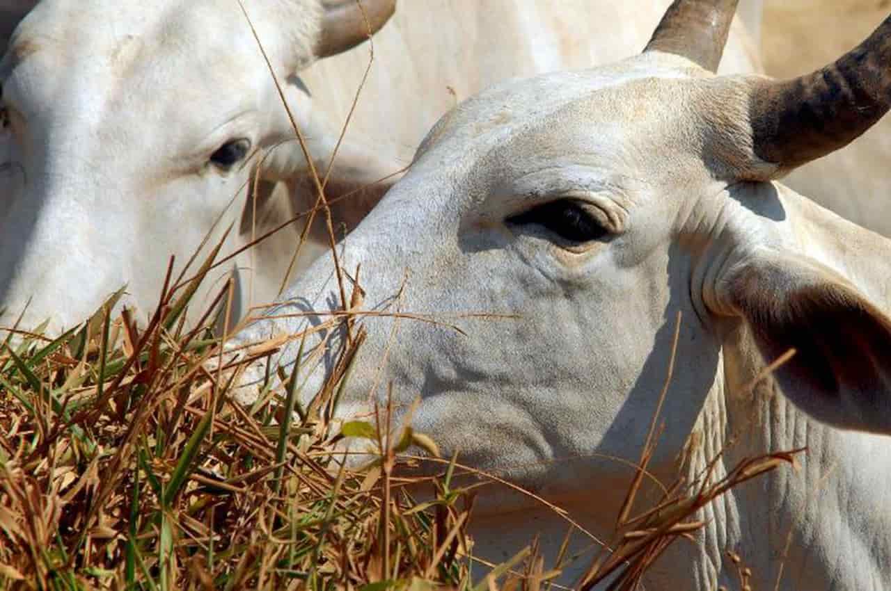 Carne bovina brasileira é a 3ª mais cara da América Latina, aponta pesquisa 2 preço