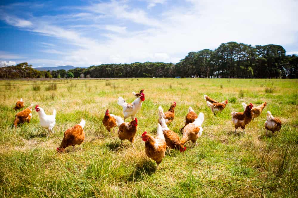 Argentina registra 20 casos de gripe aviária e reforça segurança na fronteira com o Brasil 2 galinhas no pasto
