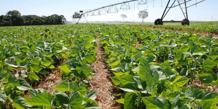 Clima pode comprometer futuro da produção de feijão brasileira.