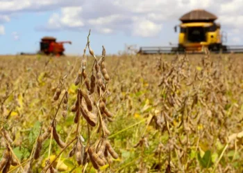 Chuvas intensas impactam colheita de soja que segue ritmo lento no Centro-Oeste.