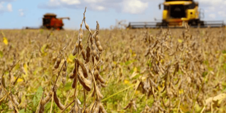 Chuvas intensas impactam colheita de soja que segue ritmo lento no Centro-Oeste.