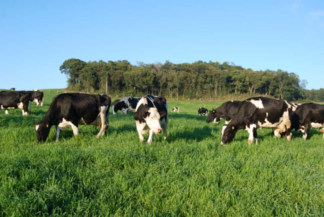 Clima adverso causado pelo fenômeno La Niña impacta produção de leite.