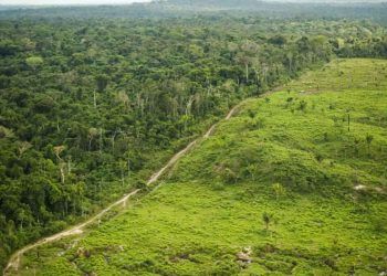 Comissão busca zerar desmatamento em todos os biomas do Brasil até 2030