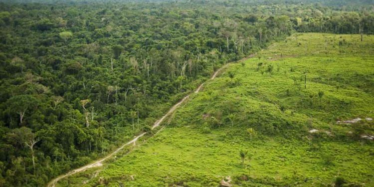 Comissão busca zerar desmatamento em todos os biomas do Brasil até 2030