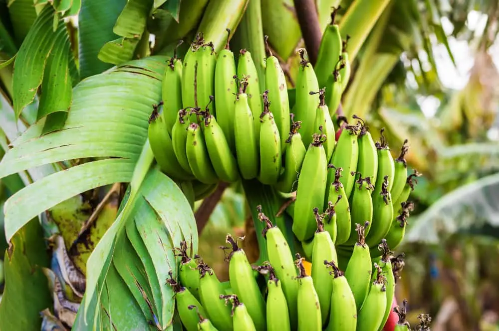 Como plantar banana