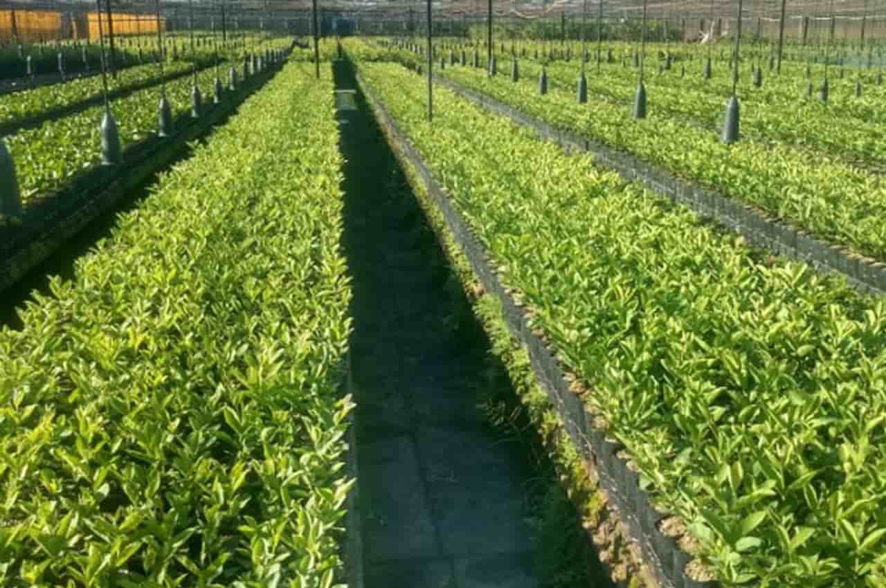 Embrapa desenvolve nova cultivar de goiaba resistente ao nematoide-das-galhas 2 nova cultivar