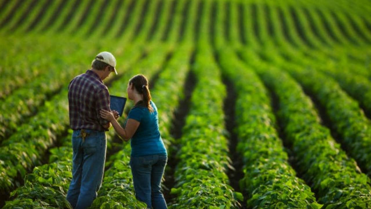 Curso de gestão do agronegócio leva o aluno a ser analítico e gerenciar produção rural.