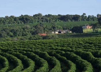 Curso gratuito ensina licenciamento ambiental para propriedades rurais.