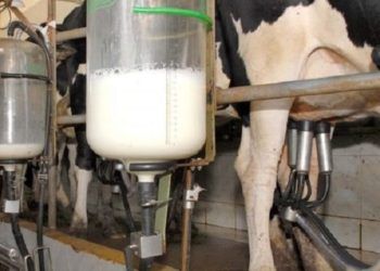 Custo de produção do leite sobe em janeiro puxado pela alta dos insumos.