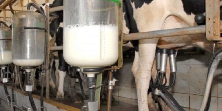Custo de produção do leite sobe em janeiro puxado pela alta dos insumos.