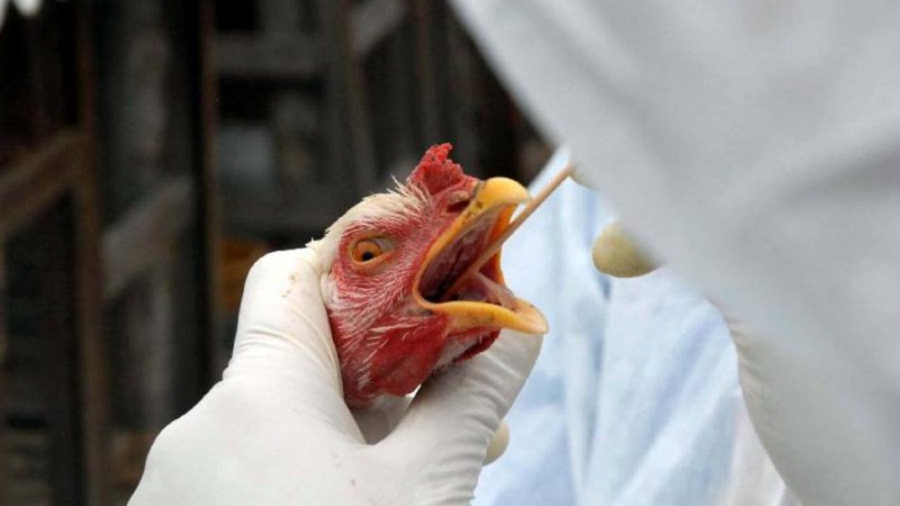 Doença é contagiosa e pode afetar a saúde de aves domésticas e silvestres.