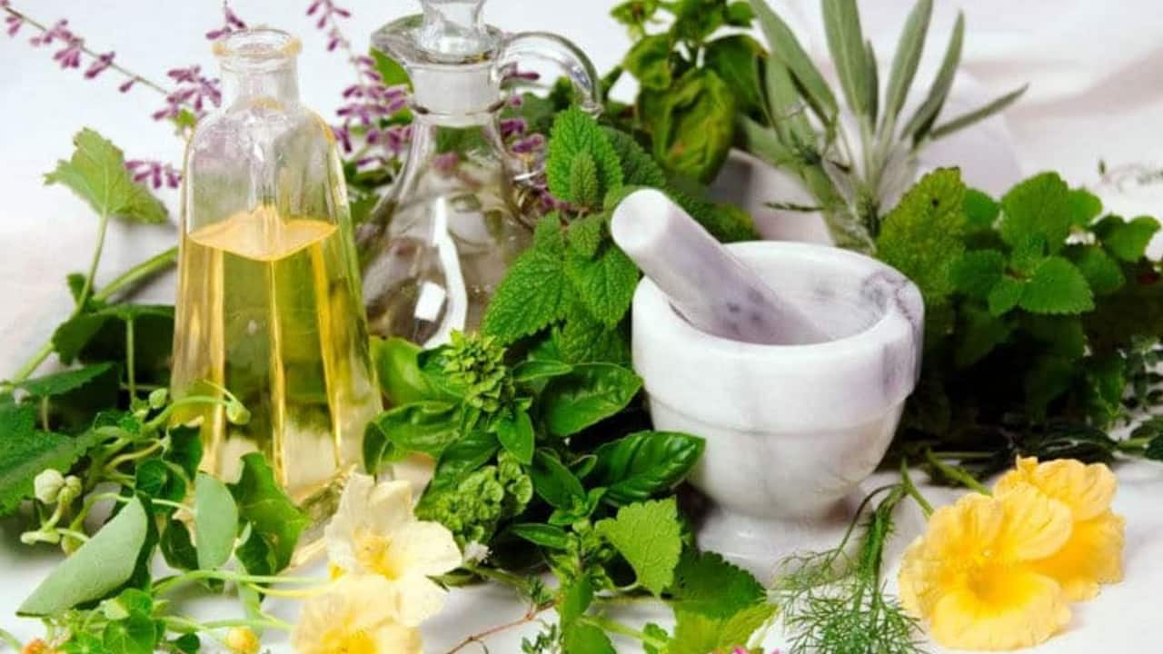 Existem milhares de plantas medicinais, usadas para tratamentos e prevenção de doenças.