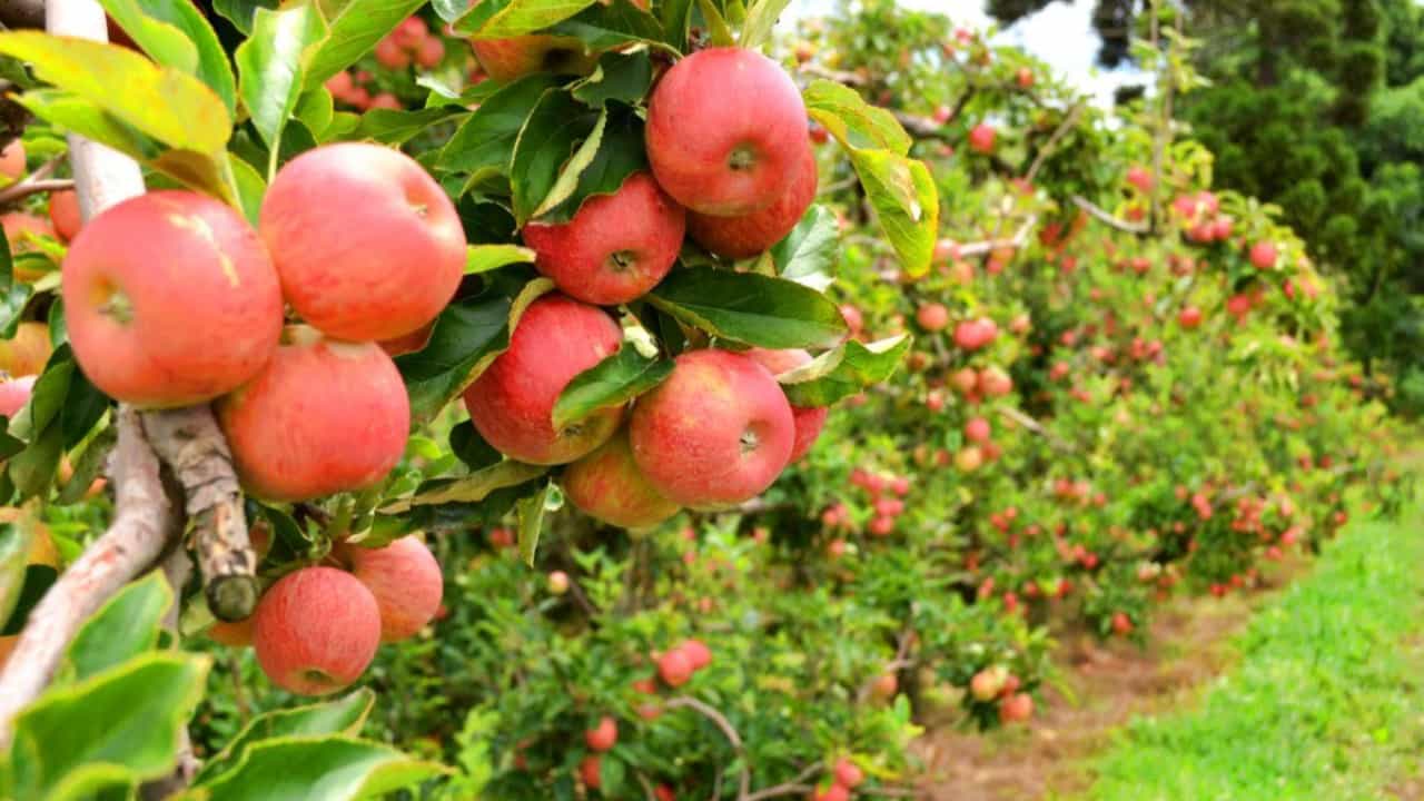 Exportações de maçã em janeiro caíram 20% em relação a janeiro do ano passado.