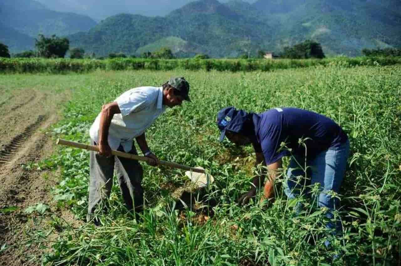 agricultura familiar