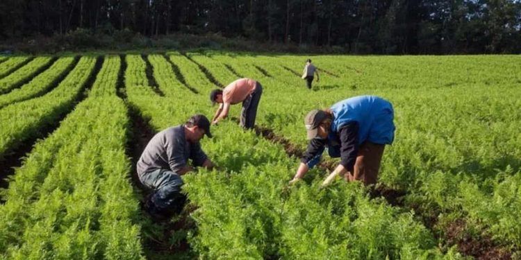 Governo Federal prorroga prazo para cadastro na Agricultura Familiar até 2024.