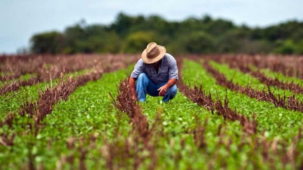 Grande parte do valor do Plano Safra é para atender pequenos e médios produtores rurais.