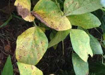 Inteligência artificial identifica doenças em plantas simulando processo cerebral.