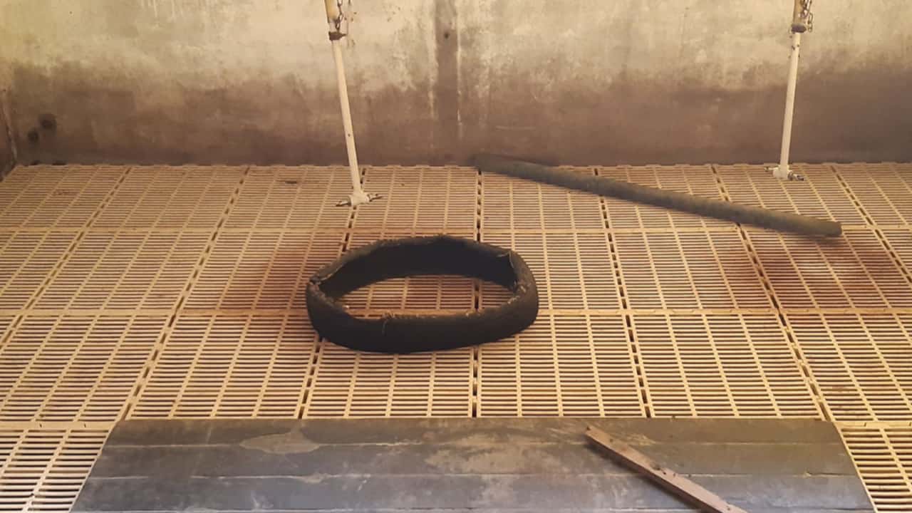 Produtores usam brinquedos para garantir bem-estar aos suínos nas granjas 3 Investimentos em brinquedos não são altos mas exigem técnicas de manejo.