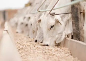 Mercado do boi gordo em alerta depois de caso da vaca louca no Brasil.