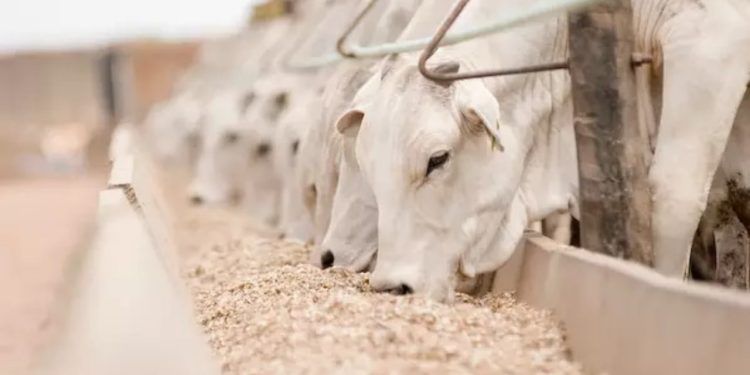 Mercado do boi gordo em alerta depois de caso da vaca louca no Brasil.