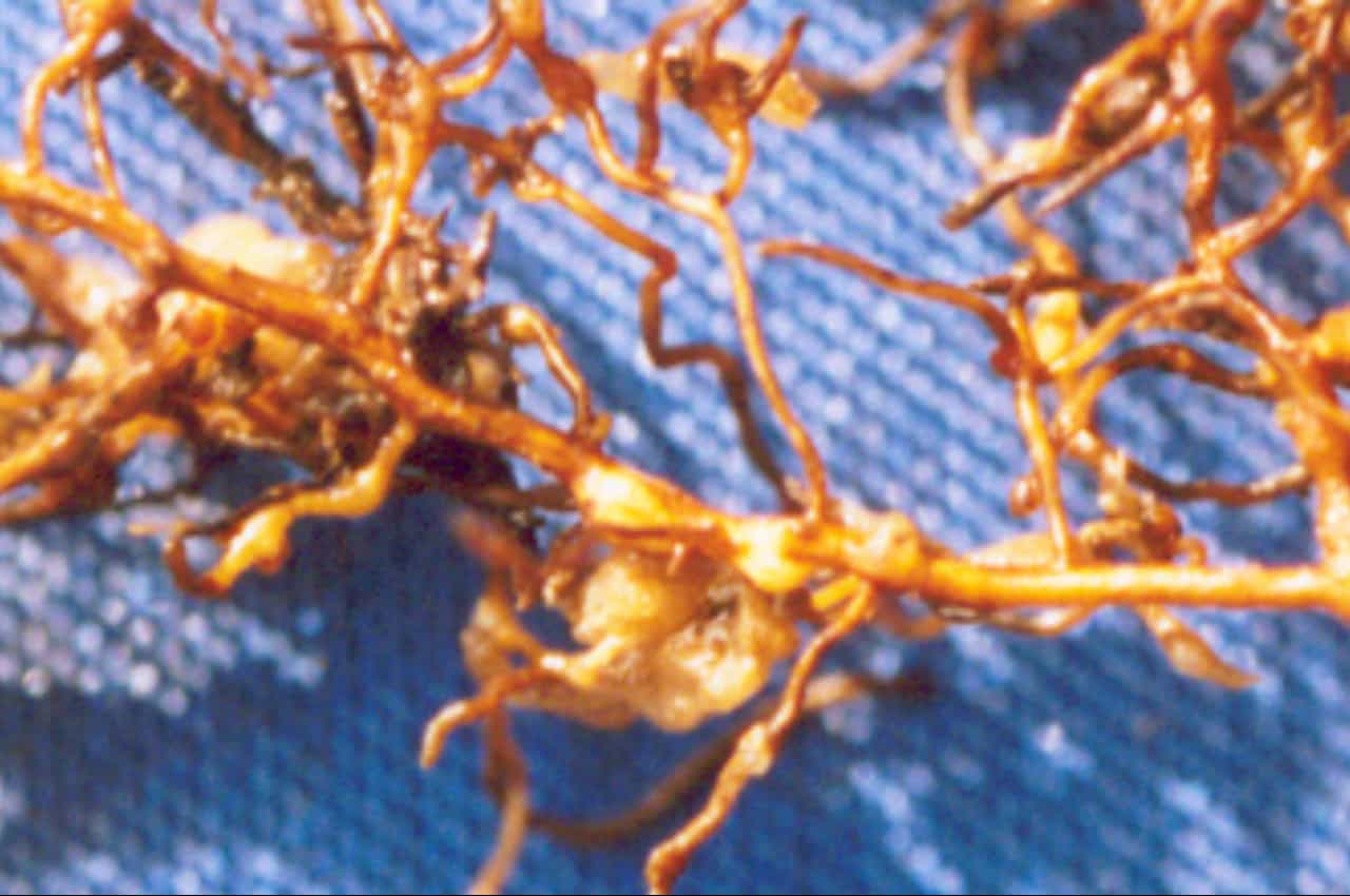 Embrapa desenvolve nova cultivar de goiaba resistente ao nematoide-das-galhas 3 nematoide