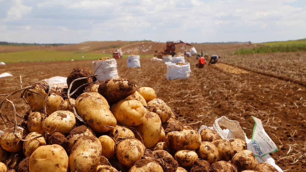 Tempo mais seco no Sul beneficiou produção de alguns legumes e prejudicou outros.