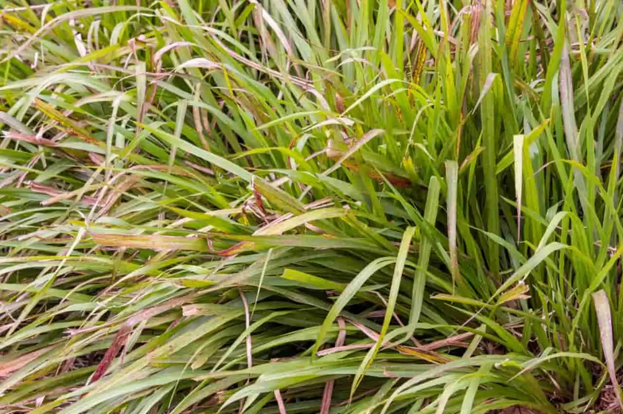Estudo colabora com o desenvolvimento de novas espécies de plantas forrageiras 1 Embrapa