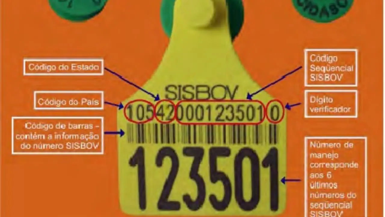 Proposta busca melhorar sistema de rastreabilidade de bovinos e bubalinos no Brasil 3 Pecuarista pode utilizar o brinco SISBOV para identificar cada animal e coletar dados.