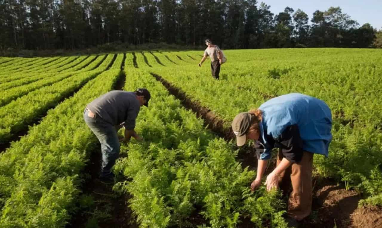 Pequenos e médios produtores foram quem mais solicitaram o crédito rural