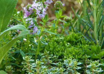 Produção de plantas bioativas é opção de baixo custo para agricultores.