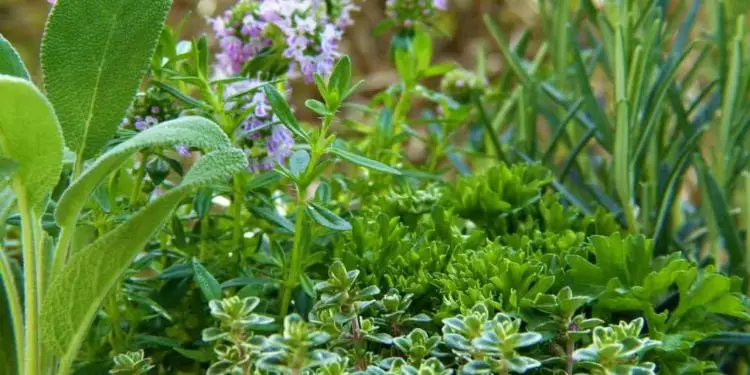 Produção de plantas bioativas é opção de baixo custo para agricultores.